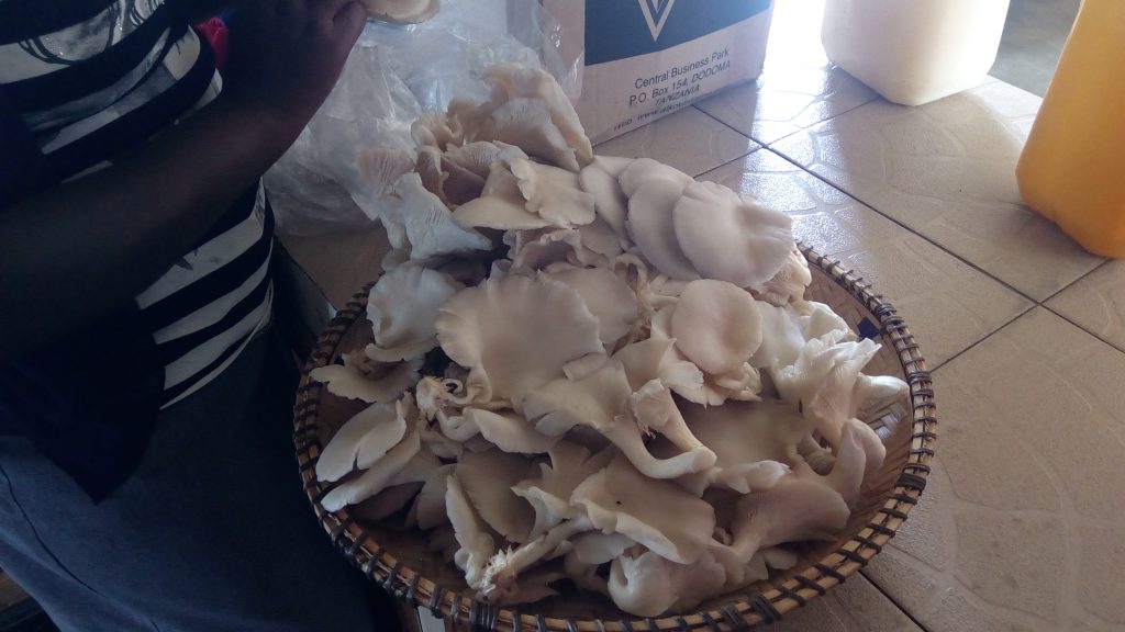 oyster mushrooms