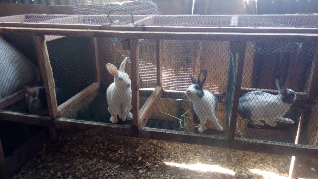 Rabbit cages