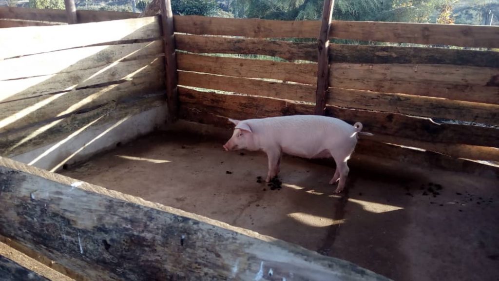 pig keeping project